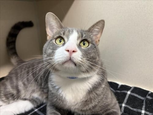 TOMICHI - Domestic Short Hair available for adoption
