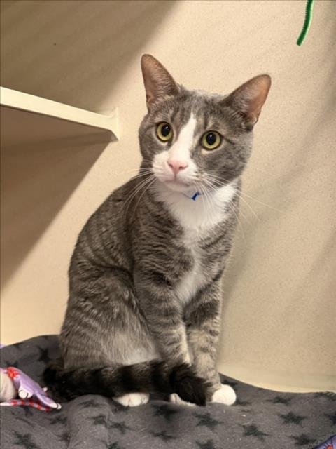 TOMICHI - Domestic Short Hair for adoption in Fort Collins