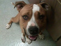 BRUCE - Photo 1
