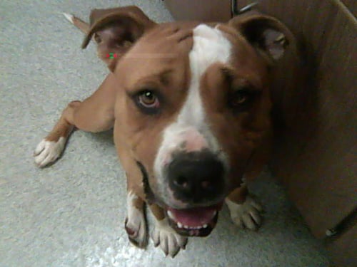 BRUCE - Staffordshire Bull Terrier available for adoption