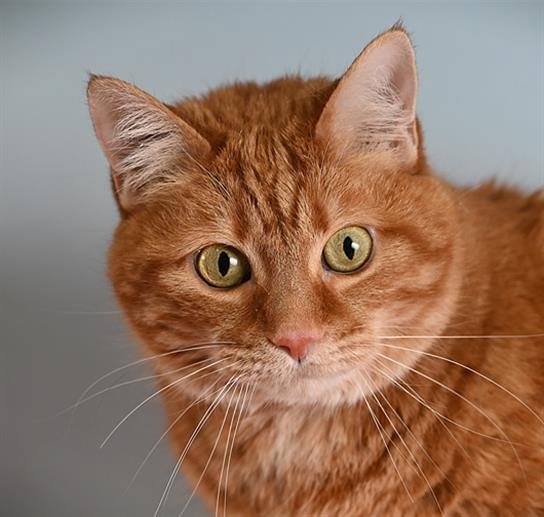 CHEETO - Domestic Short Hair available for adoption