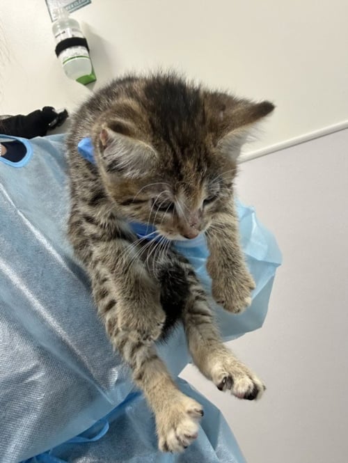 AXON - Domestic Short Hair available for adoption