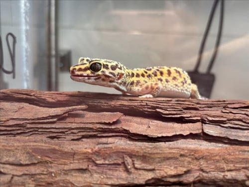 CHAPO - Gecko available for adoption