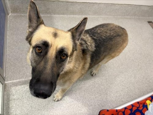 HARLEY - German Shepherd Dog available for adoption