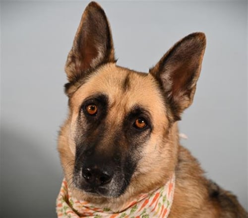 HARLEY - German Shepherd Dog available for adoption