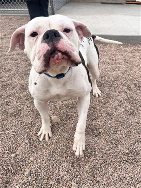 GYPSY - American Bulldog available for adoption