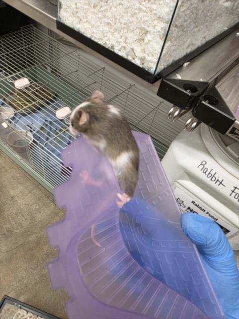 PHOENIX - Mouse available for adoption