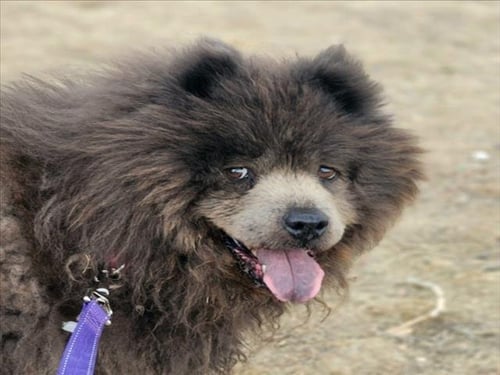 CHLOE - Chow Chow available for adoption