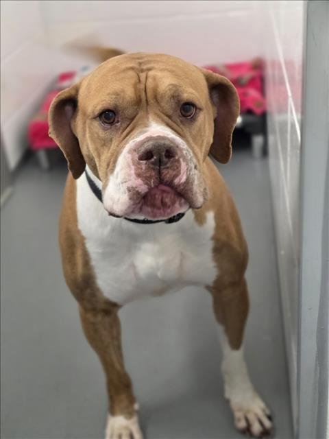 LAUREL - American Bulldog available for adoption