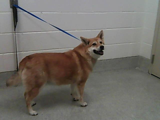 FOXY - Shiba Inu available for adoption