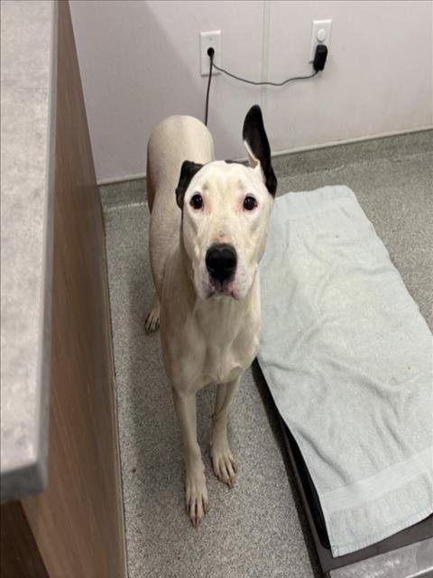 NICO - Pit Bull Terrier available for adoption