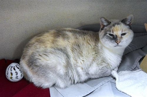 AUTUMN - Domestic Short Hair available for adoption