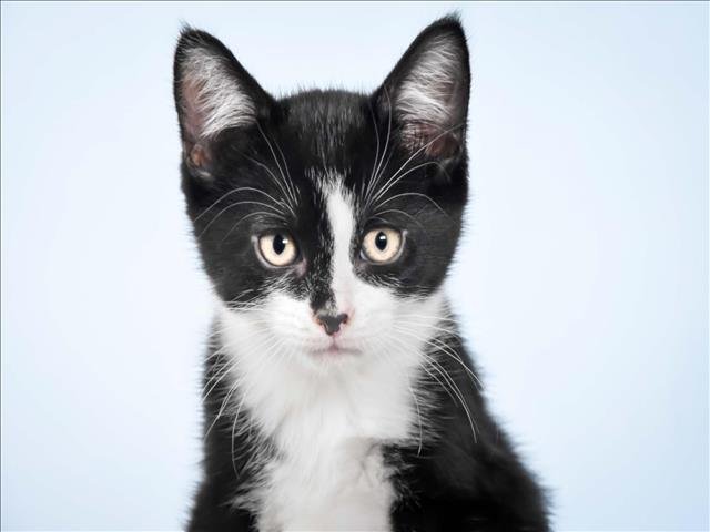JUNE BUG Image