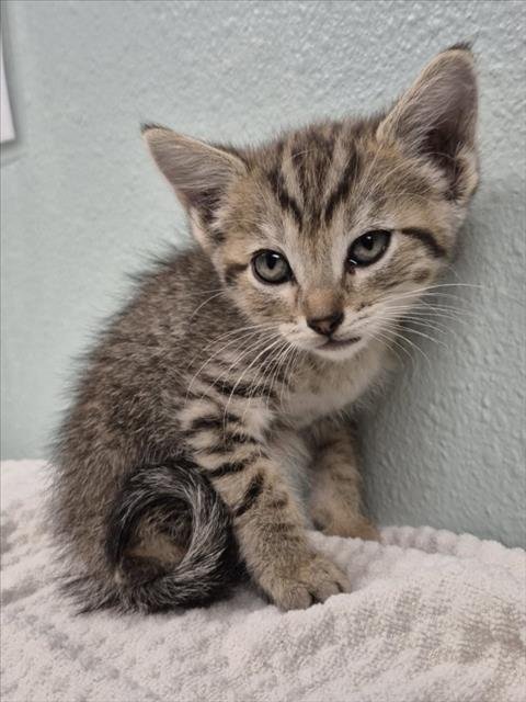 BONBON - Domestic Short Hair available for adoption