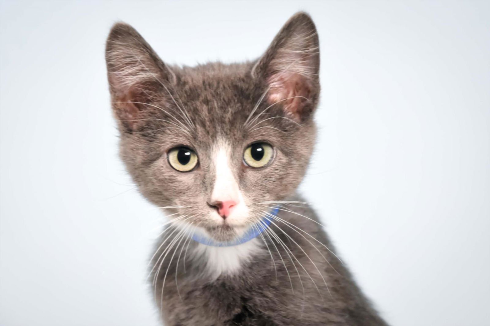 CILANTRO - Domestic Medium Hair available for adoption