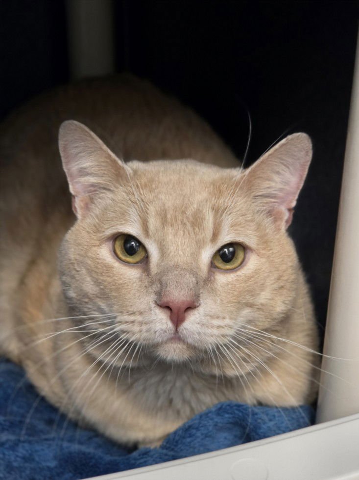 SMOKEY - Domestic Short Hair available for adoption