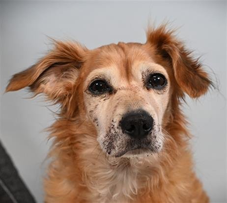 ROCKY - Chihuahua / Dachshund available for adoption