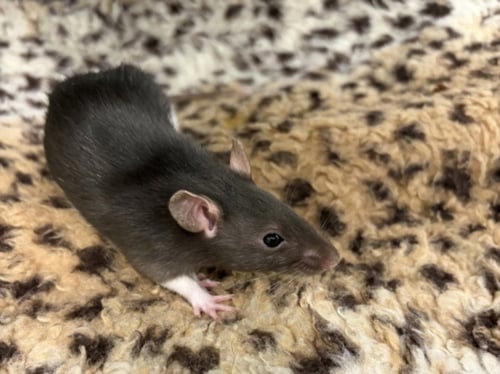 LEELA - Rat available for adoption