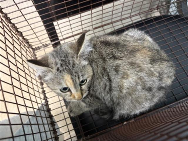 ASHLEY - Domestic Short Hair available for adoption