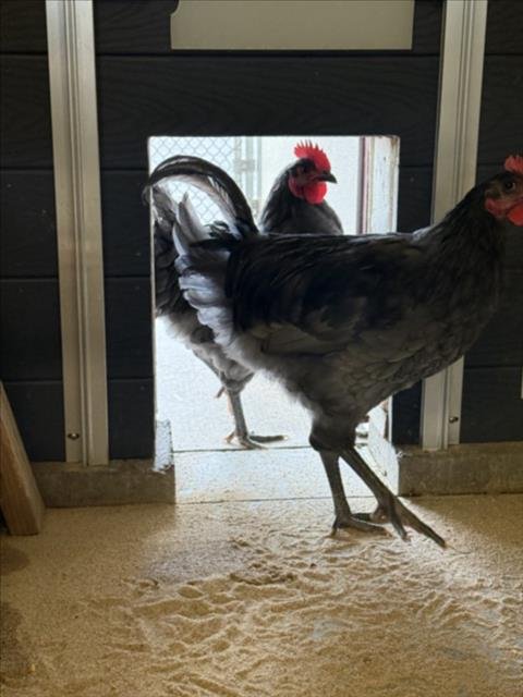 JANE - Chicken available for adoption