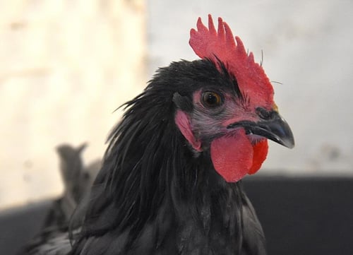 JANE - Chicken available for adoption