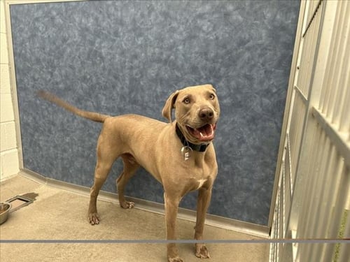 ROCKY - Weimaraner / Labrador Retriever available for adoption