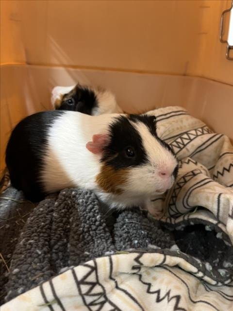 OREO - Guinea Pig available for adoption