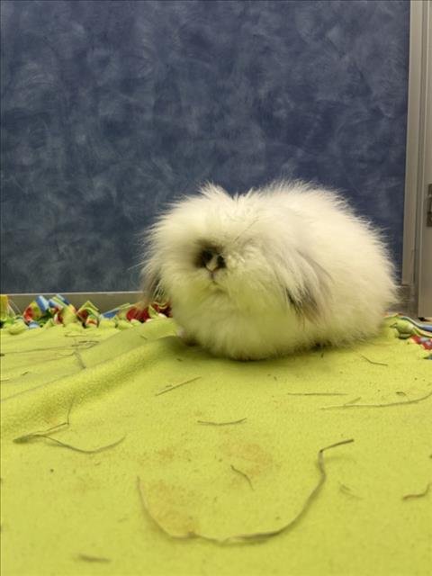 KANDACE - Longhaired Rabbit / American Fuzzy Lop available for adoption