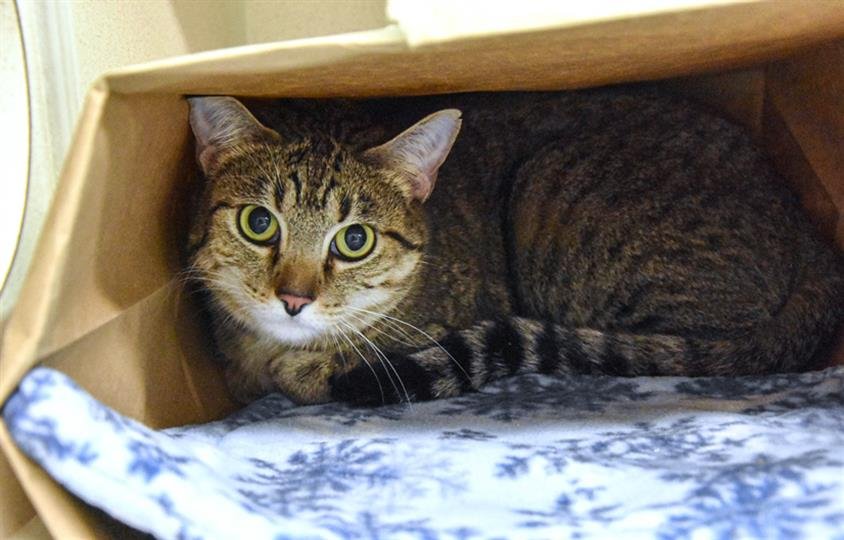 CHARCUTERIE - Domestic Short Hair available for adoption