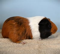 RHONDA - Photo 1