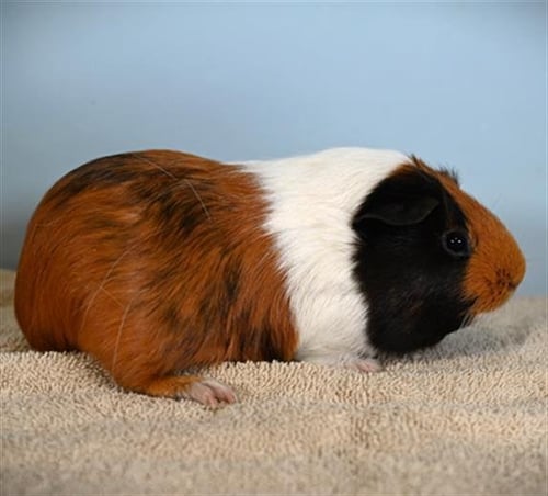 RHONDA - Guinea Pig available for adoption