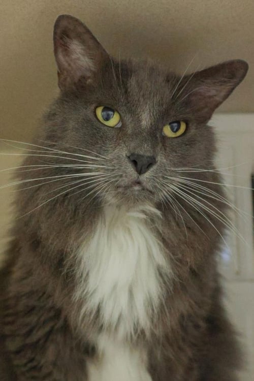 LUKE - Domestic Long Hair available for adoption