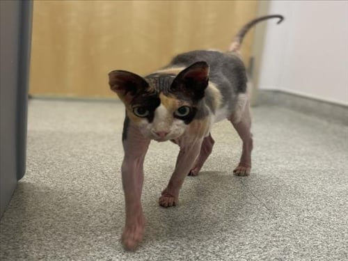 PENNY - Sphynx (hairless cat) available for adoption
