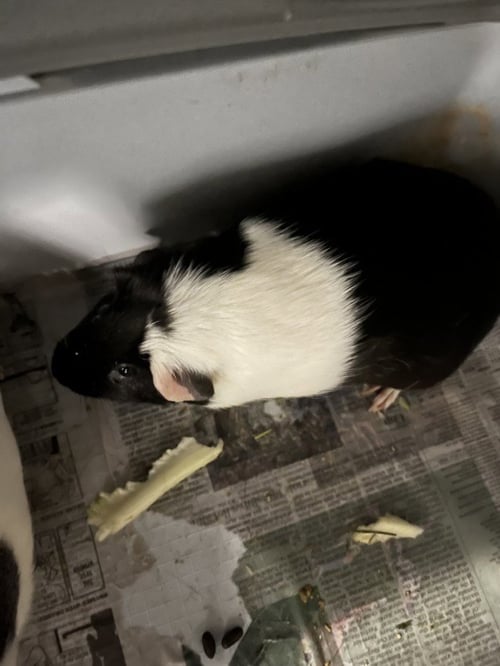 SHINE - Guinea Pig available for adoption