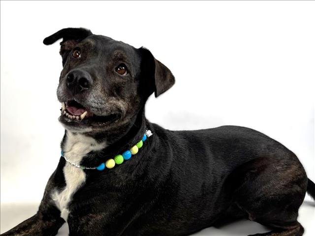 ELLIE - American Pit Bull Terrier available for adoption