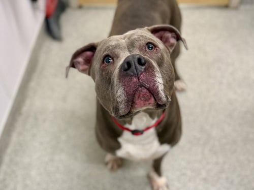 BUMBLEBEE - American Staffordshire Terrier available for adoption