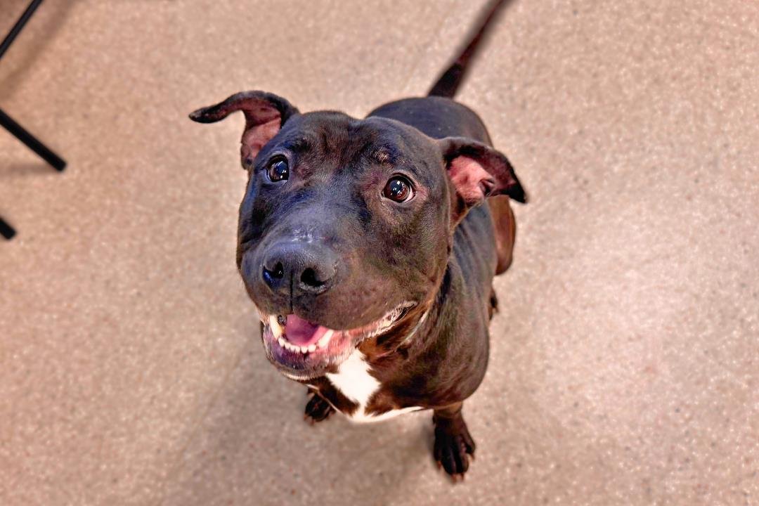 PEDRO - American Pit Bull Terrier available for adoption