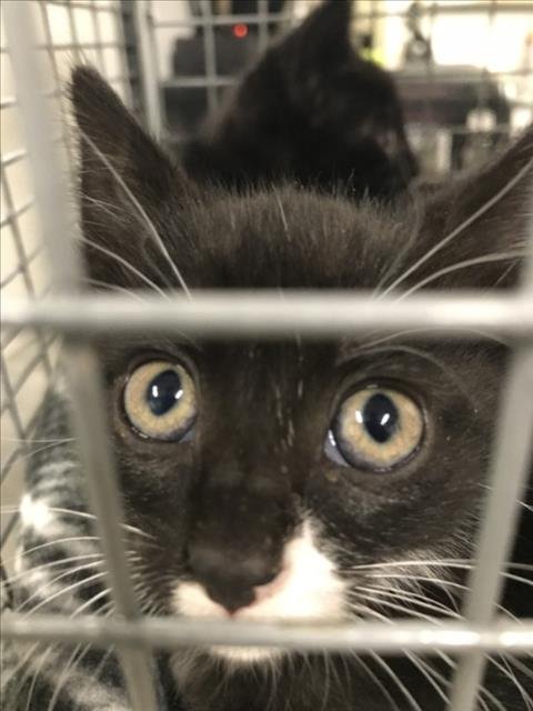 COLUMBIA - Domestic Short Hair available for adoption
