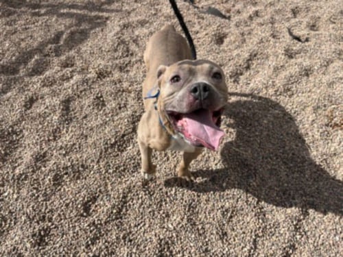 SIMBA - American Bulldog available for adoption