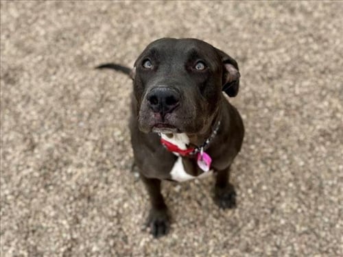 MULBERRY - Pit Bull Terrier available for adoption