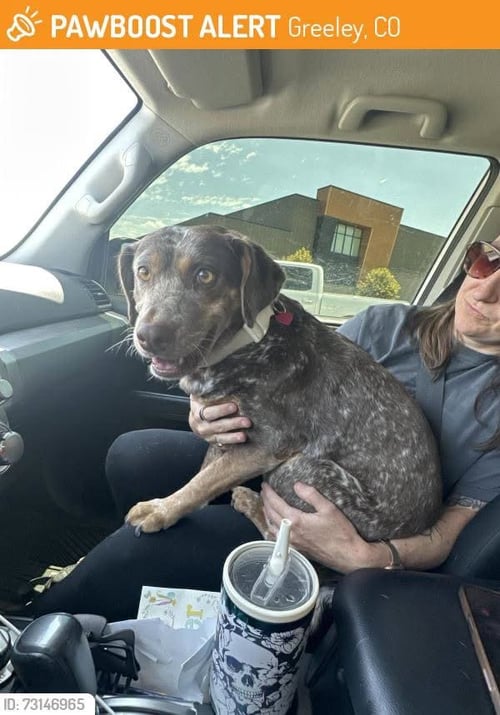 AUTUMN - Australian Cattle Dog/Blue Heeler / Labrador Retriever available for adoption