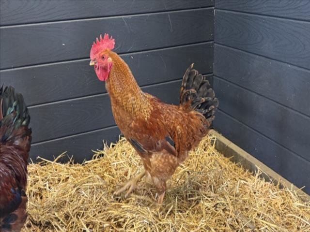 RED - Chicken available for adoption