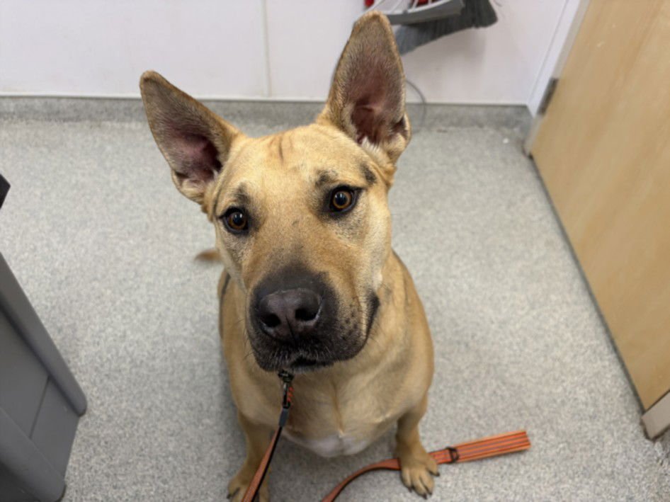 DUKE - Pit Bull Terrier / German Shepherd Dog available for adoption