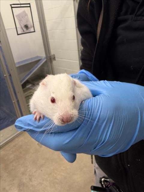 JELLY - Hamster available for adoption