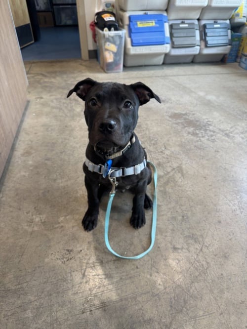 BRUNO - Pit Bull Terrier available for adoption