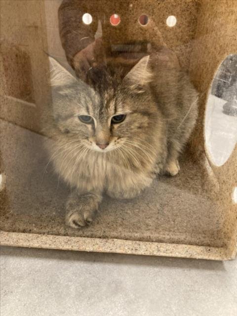GRACIE Image