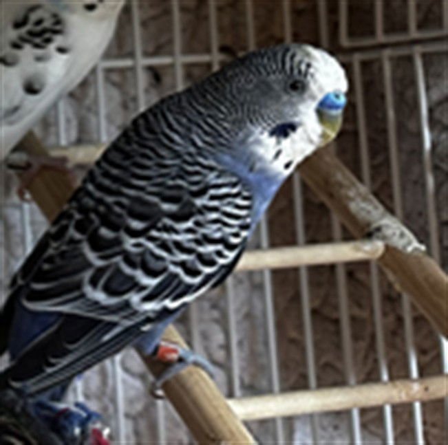 PACO - Parakeet - Other available for adoption