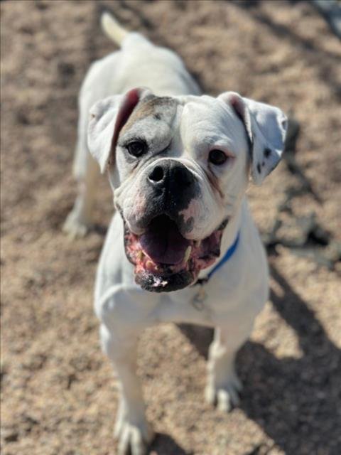 SIR EGGBERT - American Bulldog available for adoption