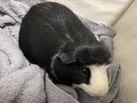 MOOCHIE - Photo 1