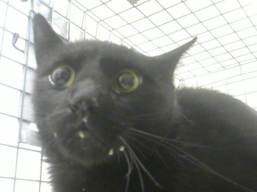 AVERY - Domestic Medium Hair available for adoption